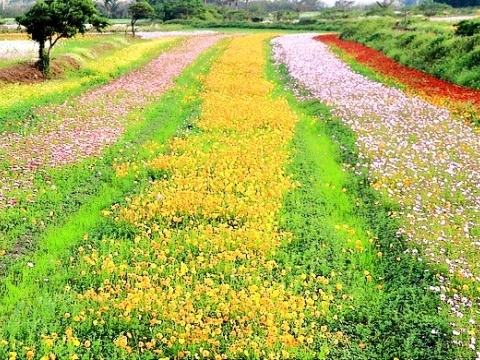 満州花海