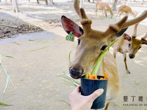 鹿境梅花鹿生態園區